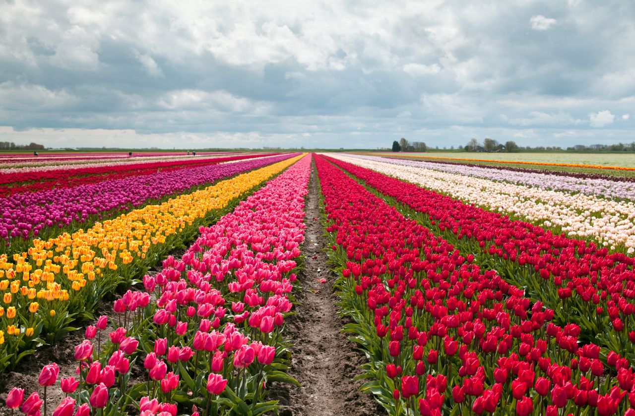 Tulipány
